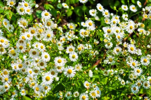 flowers daisies white