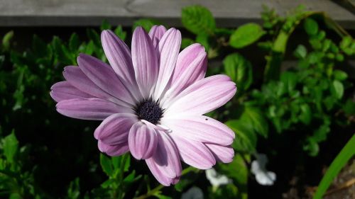 flowers plant plants