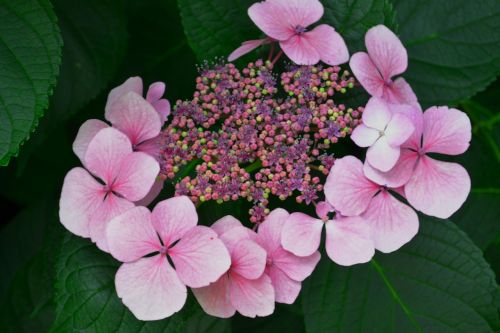 flowers pink garden