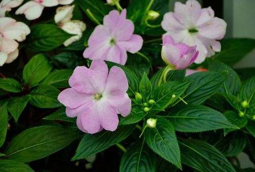 flowers impatiens green leaves