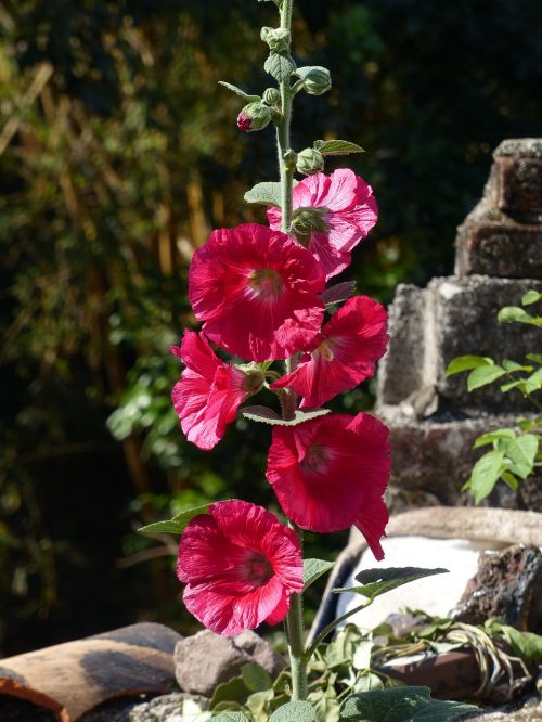 flowers botany carnation