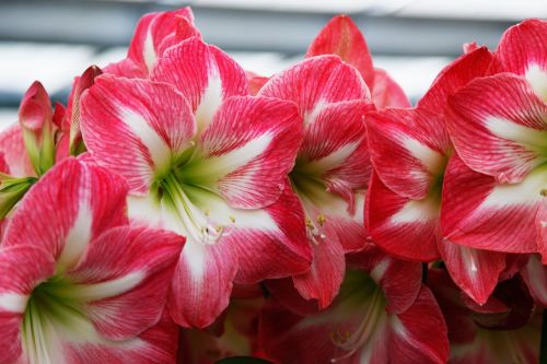 flowers keukenhof netherlands