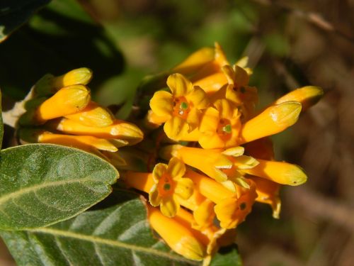 flowers oranges wild