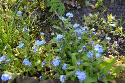 flowers nots blue