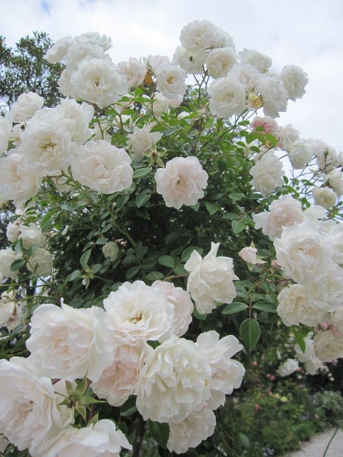 flowers white rose nature