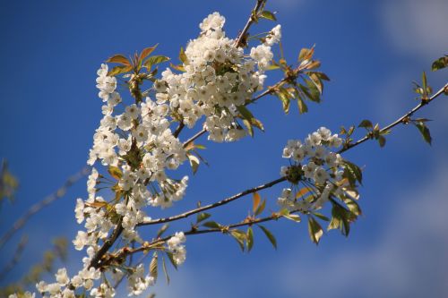 flowers blossom bloom