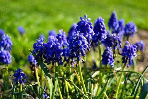 flowers garden blue flowers