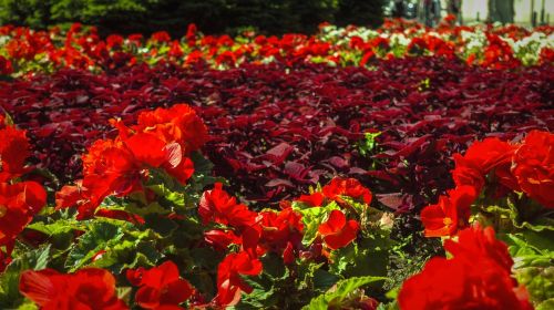 flowers beautiful flowers red flowers