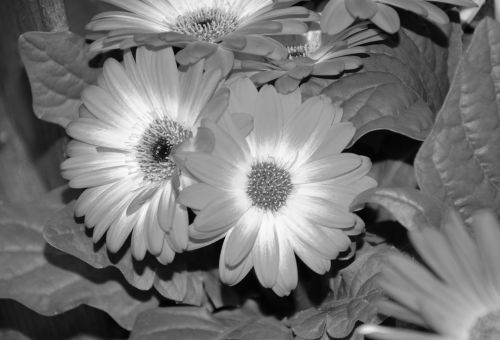 flowers photo black white nature