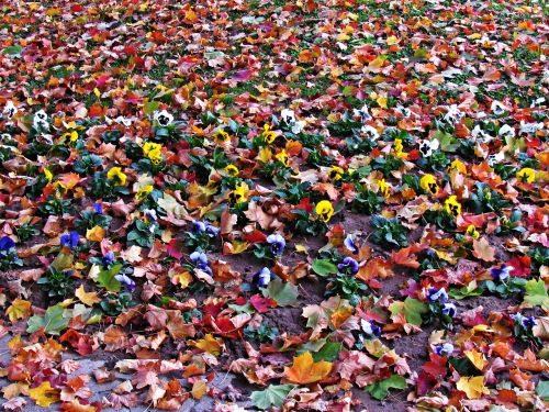 flowers foliage autumn