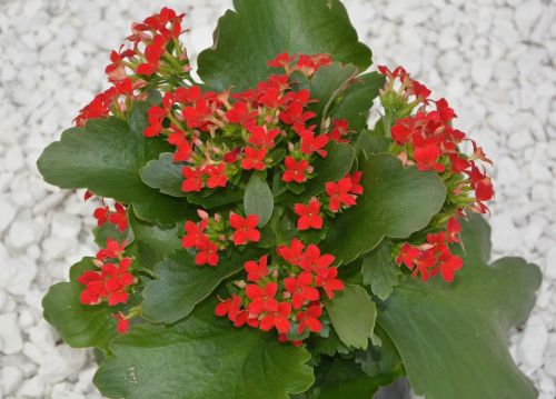 flowers red flowers kalanchoe green leaves