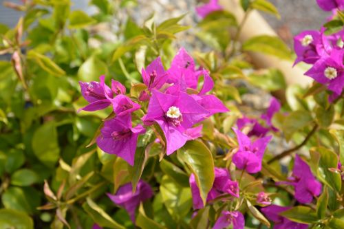 flowers pink fuchsia nature