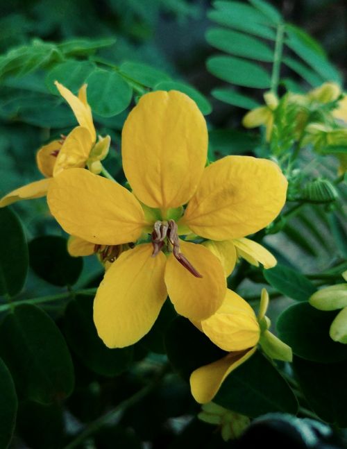 flowers yellow plants