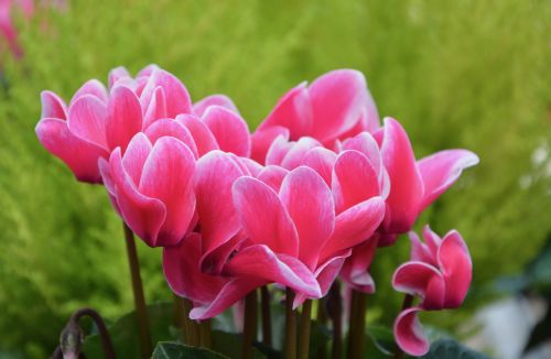 flowers cyclamen pink