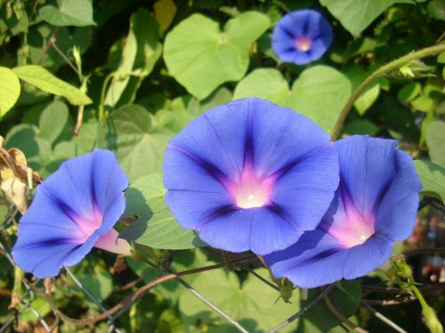 flowers garden closeup