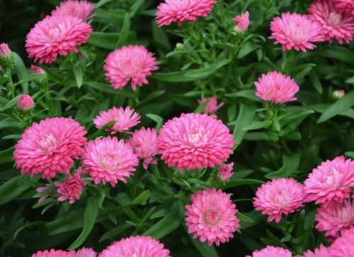 flowers pink bright pink color