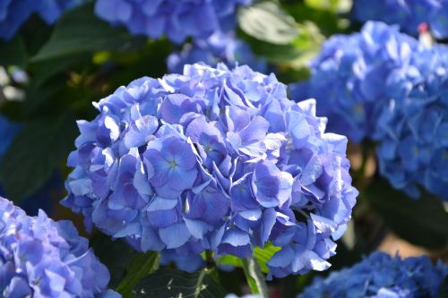 flowers hydrangea blue flowering plant