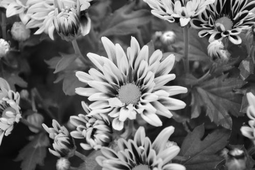 flowers photo black white nature