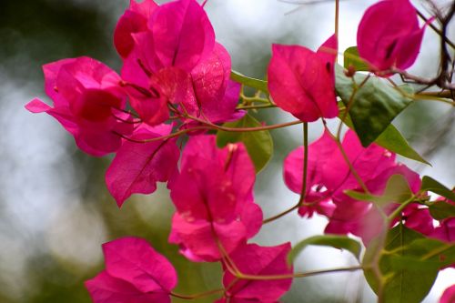 flowers nature floral