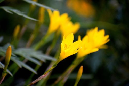 flowers nature floral