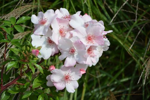 flowers pink bud