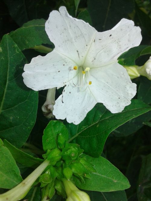 flowers nature garden