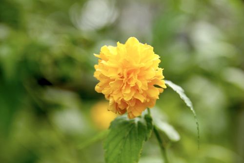 flowers yellow greenness