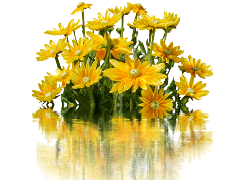 flowers yellow blossom