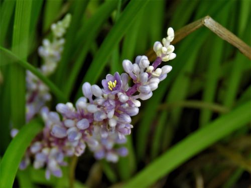 flowers blue buds