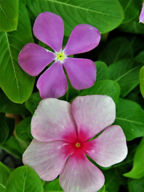 flowers pink and purple garden