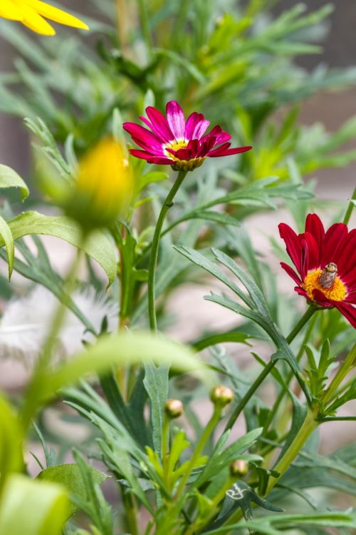 flowers garden flowers macro