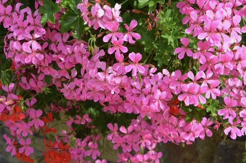 flowers geranium flowers pink jardiniere