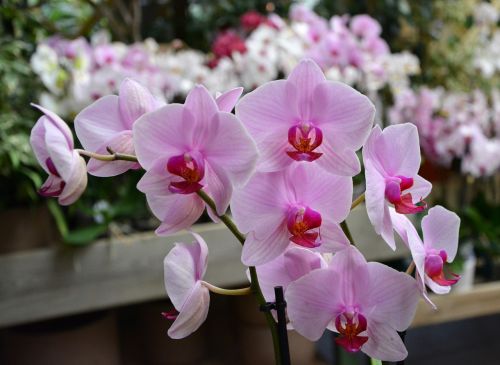 flowers pink orchids decoration