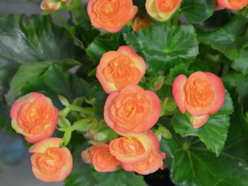 flowers plant color orange