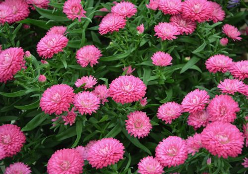 flowers bright pink color plant