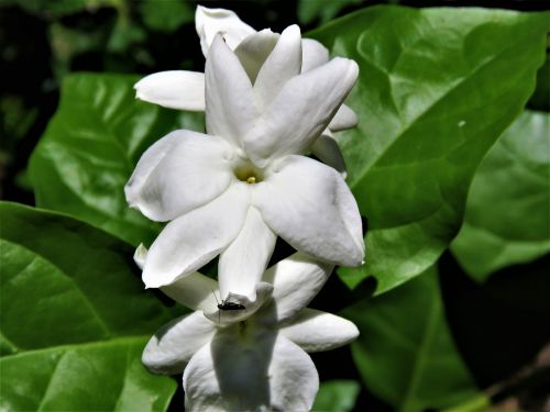 flowers white green vine