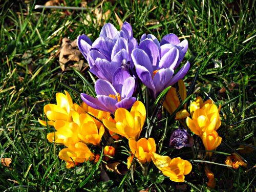 flowers crocus meadow