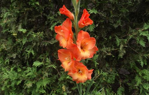 flowers gladiole gladioli