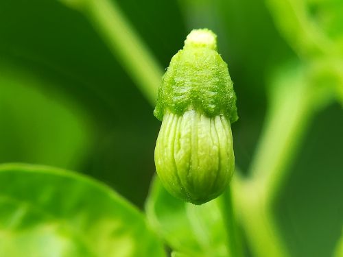 flowers green nature