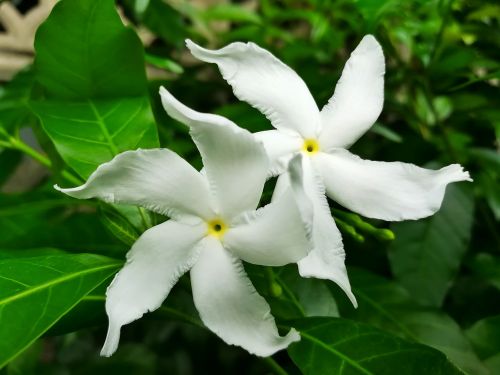 flowers white pud