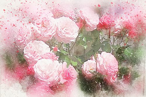 flowers roses art