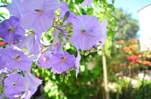 flowers color garden