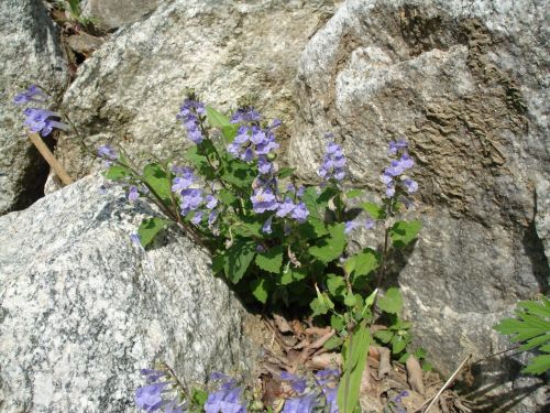 flowers rock spring