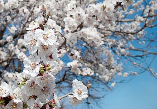 flowers petals flowering tree