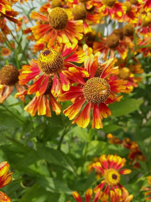 flowers red summer