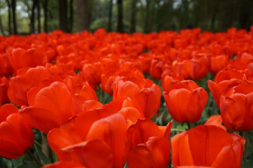 flowers tulip red