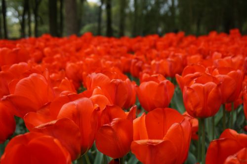 flowers red beautiful