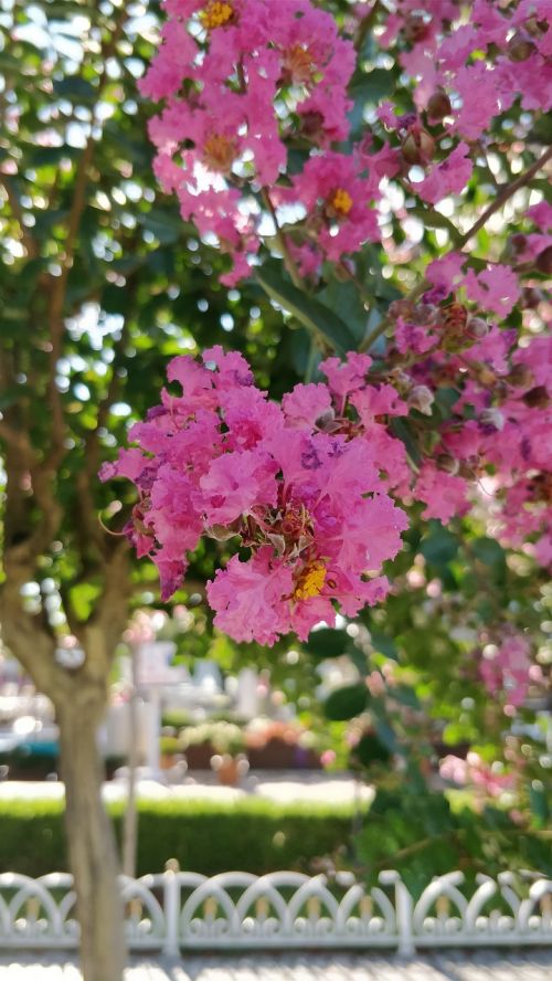 flowers tree beauty