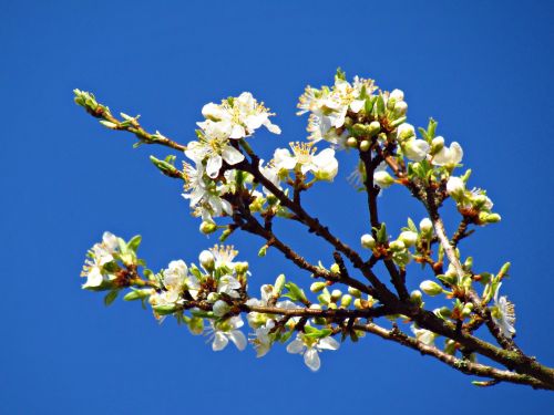 flowers spring tree