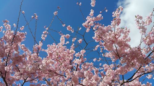 flowers sky nature